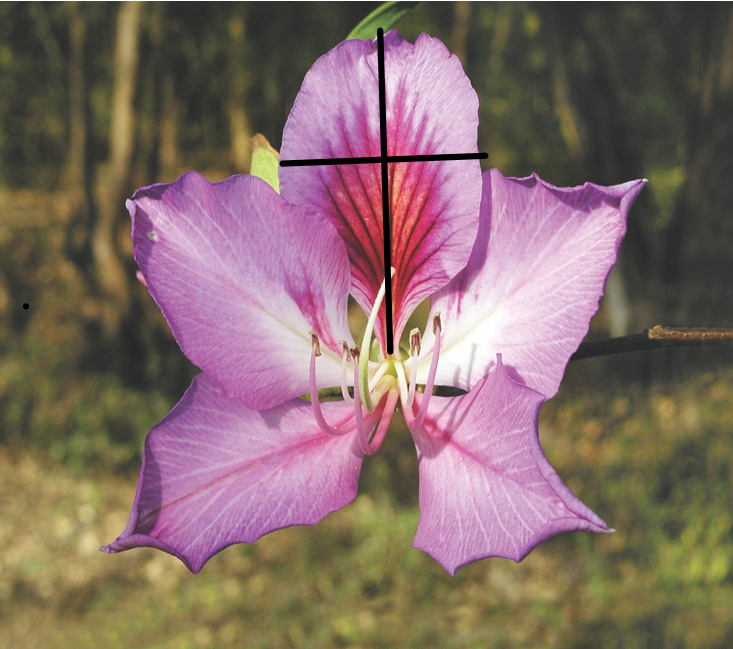 Vẻ đẹp toán học và khoa học của hoa ban - Beauties of maths and science of Bauhinia variegata