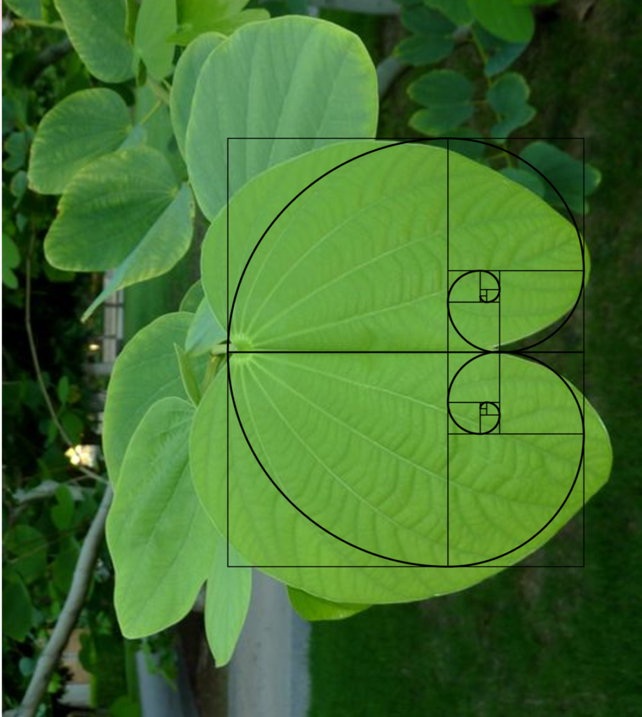 Vẻ đẹp toán học và khoa học của hoa ban - Beauties of maths and science of Bauhinia variegata