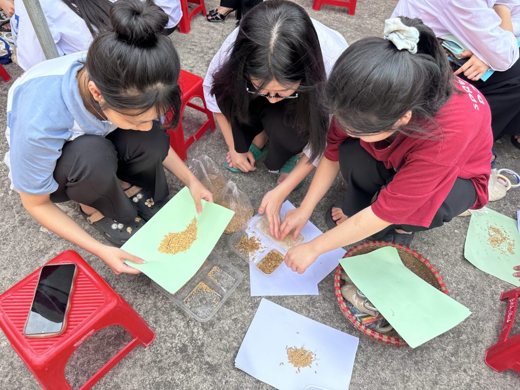 Nữ sinh tham gia hoạt động STEM về lúa gạo – Female students participating in STEM activities about rice